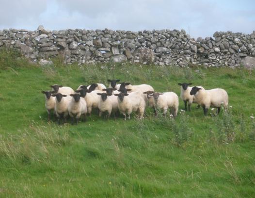 Irish Sheep Mayo